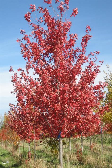 Acer Freemanii Autumn Blaze® Autumn Blaze® Maple Tree Jim Whiting