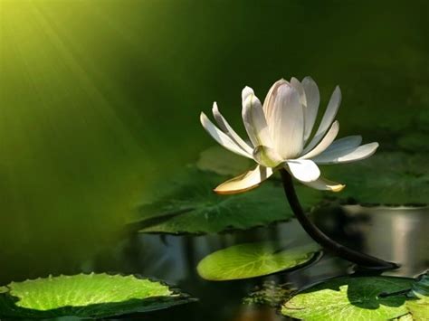 44 Lotus Wallpaper Hd