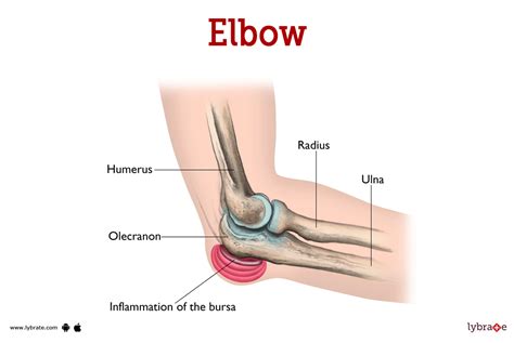 Elbow Joint Muscles