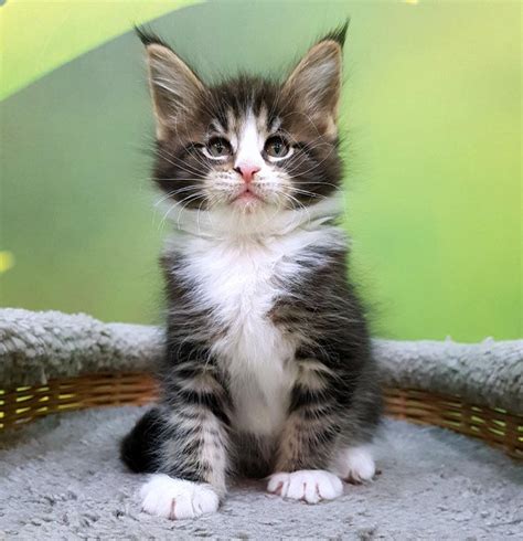 Most of them are your typical car sales. Kittens for sale las vegas - IAMMRFOSTER.COM