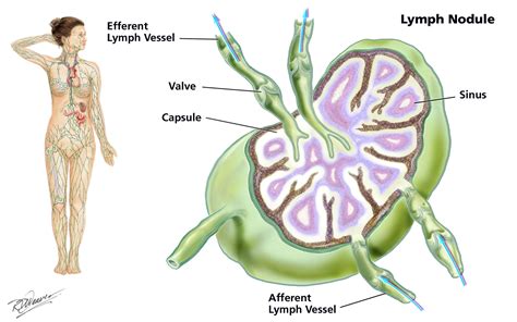 Anatomy Of Lymph Node Images And Photos Finder