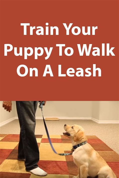 Teaching Your Puppy To Walk On A Leash Training Your Dog Dog
