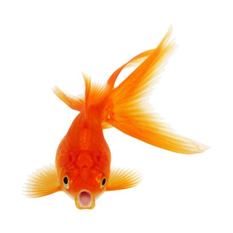 Goldfish Png Images Transparent Hd Photo Clipart