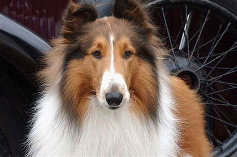 Hollywood Grooming Lassie For A Comeback