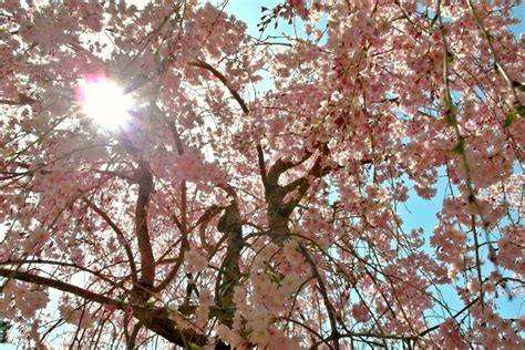 5 Most Peaceful Spots In Kyoto To See Japanese Cherry Tree