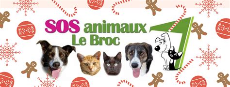 Sos Animaux Mairie Ludesse