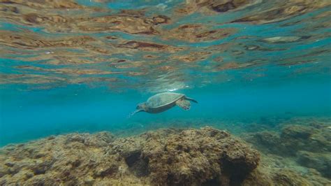 3 Best Snorkeling Spots In Kauai For Beginners That Adventure Life