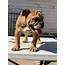 English Bulldog Female For Sale In Dallas TX  5miles Buy And Sell
