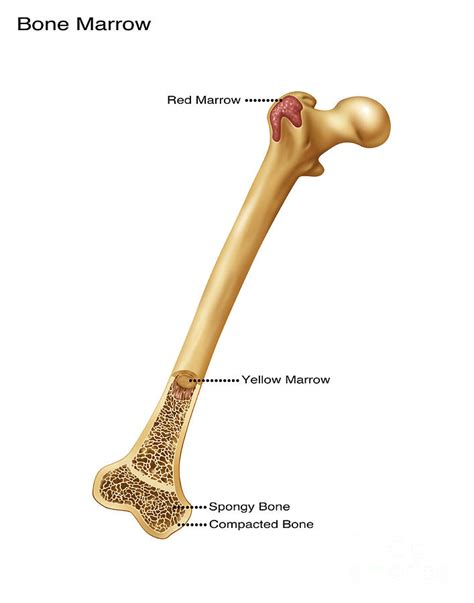 Parts Of Bone Marrow