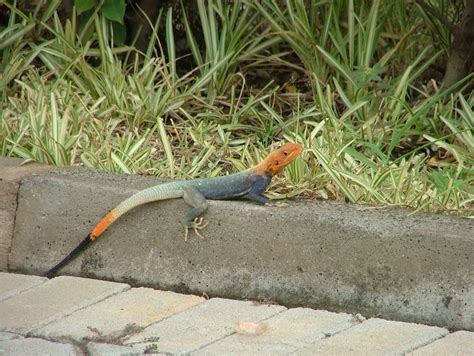 Colorful Lizard Is This A Red Headed Rock Agama Atlmike Flickr