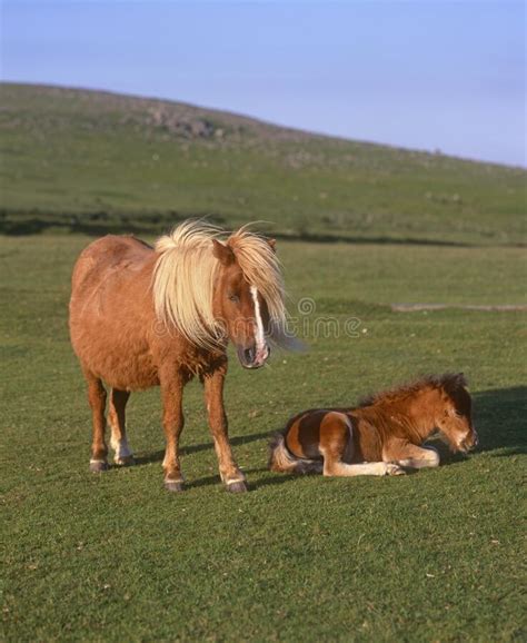 Two Ponies Standing In Gulmarg Stock Photo Image Of Paddock Cruel