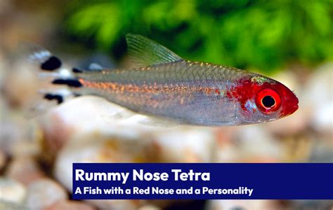 Rummy Nose Tetra Hemigrammus Rhodostomus A Fish With A Red Nose And