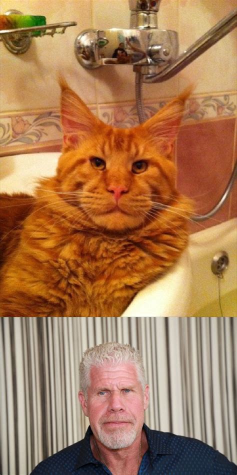 I Found Ron Perlmans Cat Rmemes