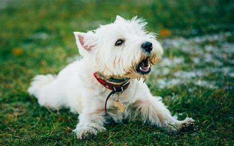 Download Wallpapers West Highland White Terrier Pets Dogs White
