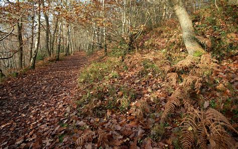 Road Forest Nature Leaves Trees Autumn Fall Pathway