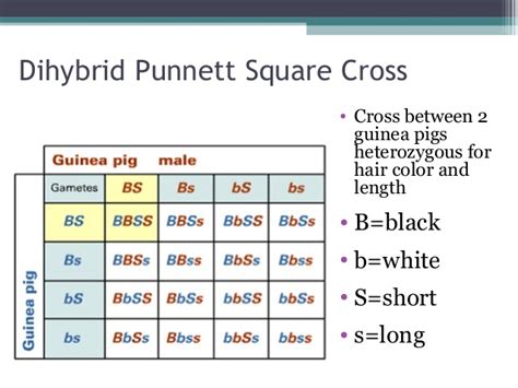 The result is the prediction of all possible combinations of genotypes for the offspring of the dihybrid cross, ssyy x ssyy. Punnett squares day 2 im