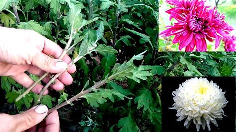 How To Grow Chrysanthemums From Cutting Easy Way 100 Root Youtube