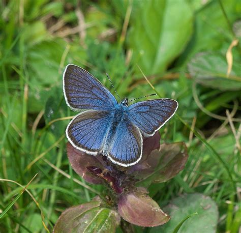 Mazarine Blue Butterfly Identification Facts And Pictures