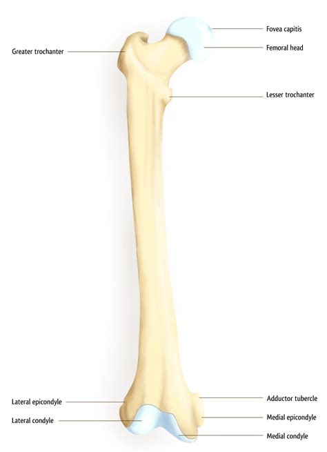 Gross Anatomy Of Commonly Fractured Bones