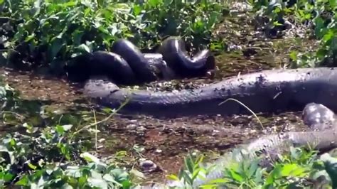 Giant Anaconda Attack Human Real World Biggest Snake
