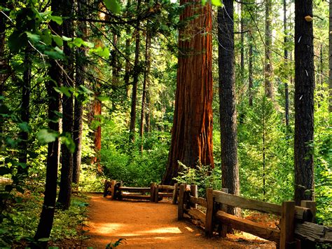 1600x1200 Redwoods Backgrounds And Wallpapers Wallpapersafari