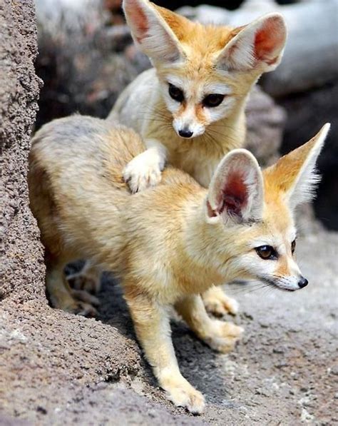 Fennec Fox Vulpes Zerda North Africa Pet Fox Animals Beautiful