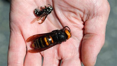 Daumengroße Mörderhornissen Attackieren Bienen In Den Usa
