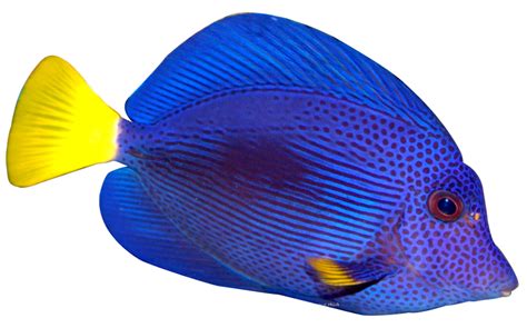 Download High Quality Transparent Fish Colorful Transparent Png Images