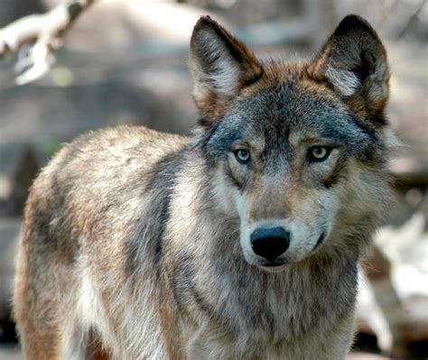 New Rare Gray Wolf Pack Identified In Northern California Kron4