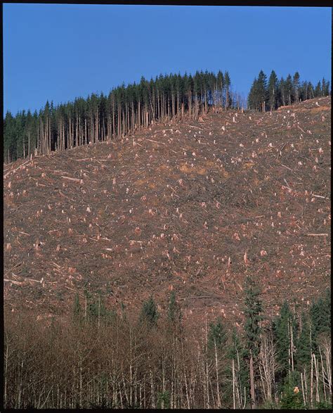 Tree Stumps On Clear Cut Hillside Photograph By Simon Fraserscience