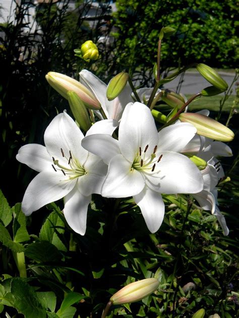 Growing Lily In Containers How To Grow Lily Plant Lillium Lily