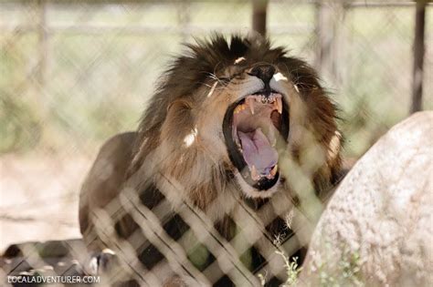 Lions Tigers And Bears Alpine Animal Rescue Big Cat Rescue Lions