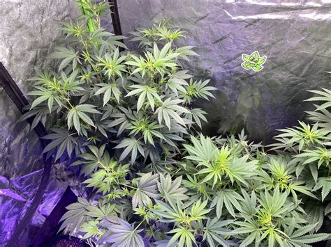 Forum about problems with cannabis cultivation, diseases, hemp fertilization, plant pests, topics like my plant is sick, yellow leaves of hemp, etc. Johnnystackz's Second Grow: Dosipunch, Wet Betty, Molten ...