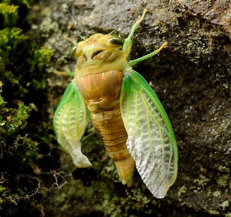 Recently Emerged Cicada Neotibicen Tibicen Bugguidenet