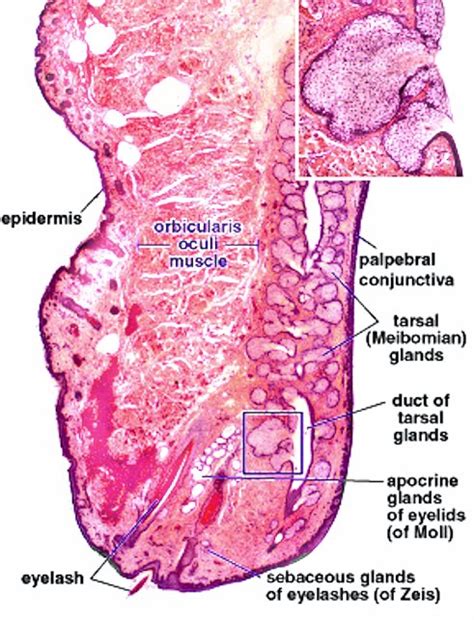 The Eye Dr Kasem Histology Homepage