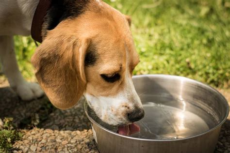 Dog Isnt Eating But Drinking Water And Vomiting All About Pets
