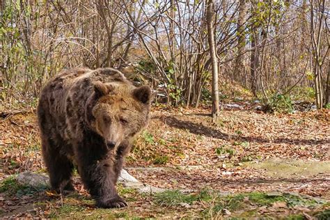 Visiting The Libearty Bear Sanctuary In Zarnesti Romania Brogan Abroad