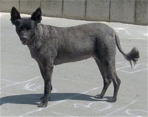 mudi dog breed pictures