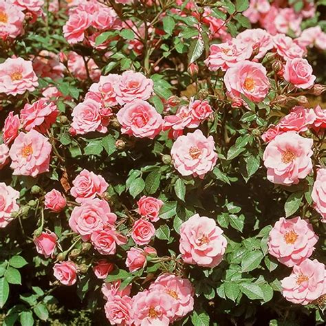 Sweet Sunblaze Rose Tree For Sale Online The Tree Center