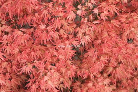 Plantenwinkel Acer Palmatum Wilsons Pink Dwarf Acer