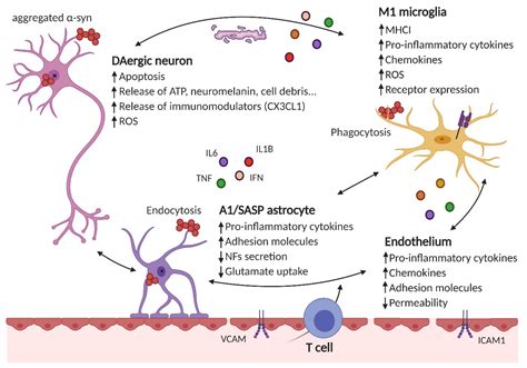 Cells Free Full Text Inflammation In Parkinsons Disease