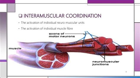 Neuromuscular Coordination Aasma Mehak