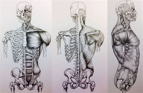 3 View Skull To Pelivs Bonemuscle Study By Billydoubleu Human