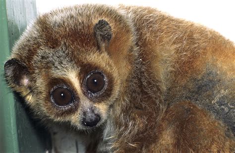 According to scientists, eyes evolved as basic light sensing organs around 540 million years ago. Loris paresseux pygmée — Wikipédia
