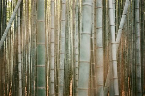 Bamboo Sticks 1080p 2k 4k 5k Hd Wallpapers Free Download Wallpaper