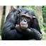 Research Reveals That Apes Can Tell If A Person Believes In False 