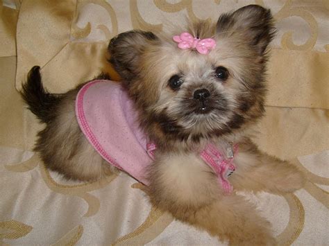 Chihuahua Shitzu Puppies Shih Tzu Chihuahua Mix Puppies Dogs Breeds