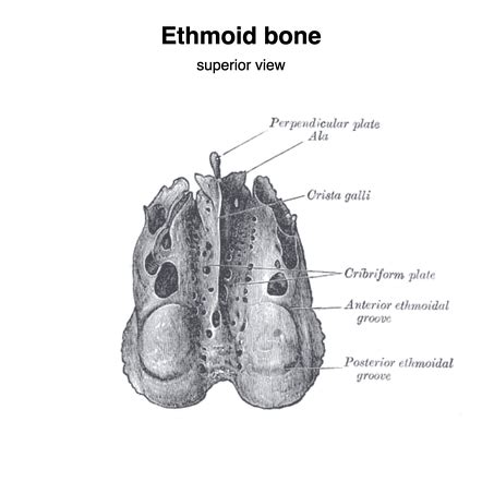 Ethmoid Bone Radiology Reference Article Radiopaedia Org