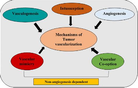 Mechanisms Of Tumor Blood Vessel Formation Download Scientific Diagram