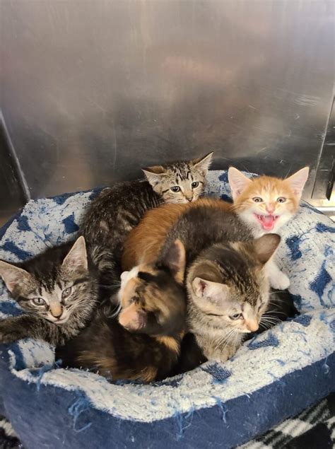Foster Kittens Antietam Humane Society